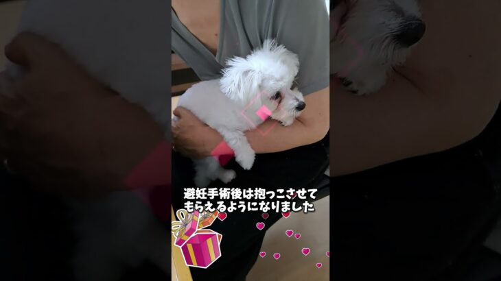 パパに甘えるマルチーズ子犬＃シニア #puppy #ふせ #赤ちゃん #マルチーズ＃しつけ＃遊ぶ＃性格#かわいい ＃子犬＃お迎え＃抱っこ＃甘える＃吠える＃噛む