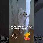ママの帰りを待つマルチーズ子犬＃ #シニア #ふせ #puppy #赤ちゃん #マルチーズ #かわいい #可愛い＃遊ぶ＃しつけ＃お迎え＃抱っこ＃性格＃子犬＃吠える＃赤ちゃん
