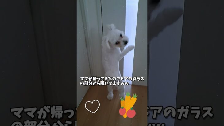 ママの帰りを待つマルチーズ子犬＃ #シニア #ふせ #puppy #赤ちゃん #マルチーズ #かわいい #可愛い＃遊ぶ＃しつけ＃お迎え＃抱っこ＃性格＃子犬＃吠える＃赤ちゃん