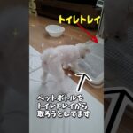 トイレからペットボトルを取り出すマルチーズ子犬 #シニア #puppy #赤ちゃん #マルチーズ #ふせ #かわいい #愛犬＃しつけ＃遊ぶ#子犬＃お迎え＃性格