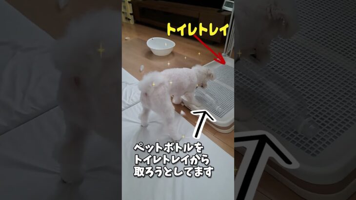 トイレからペットボトルを取り出すマルチーズ子犬 #シニア #puppy #赤ちゃん #マルチーズ #ふせ #かわいい #愛犬＃しつけ＃遊ぶ#子犬＃お迎え＃性格