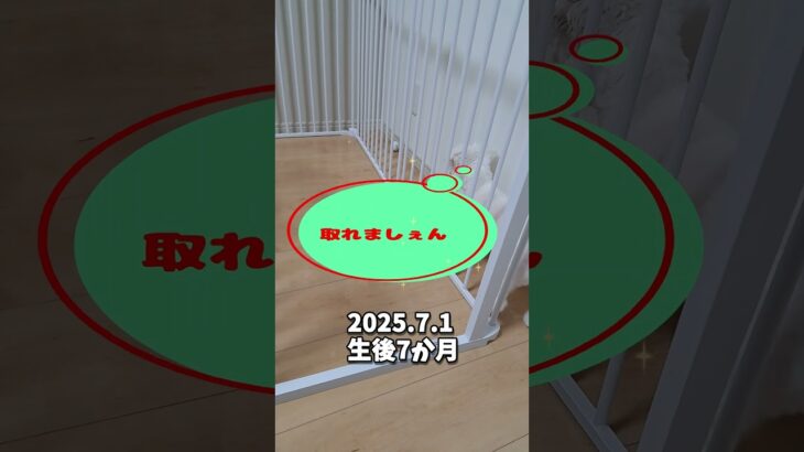 ゴルフボールを取るマルチーズ子犬 #シニア #puppy #マルチーズ #赤ちゃん #ふせ＃子犬 #かわいい＃しつけ #可愛い＃お迎え＃吠える＃噛む＃性格＃ゴルフボール＃ゴルフ＃ボール＃遊ぶ＃ペット