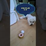 ゴルフボール大好きマルチーズ子犬＃シニア＃マルチーズ #puppy #赤ちゃん＃しつけ＃遊ぶ＃かわいい＃ゴルフ＃ボール＃癒し＃吠える＃噛む＃咥える #ふせ #可愛い＃ペット＃お迎え＃赤ちゃん