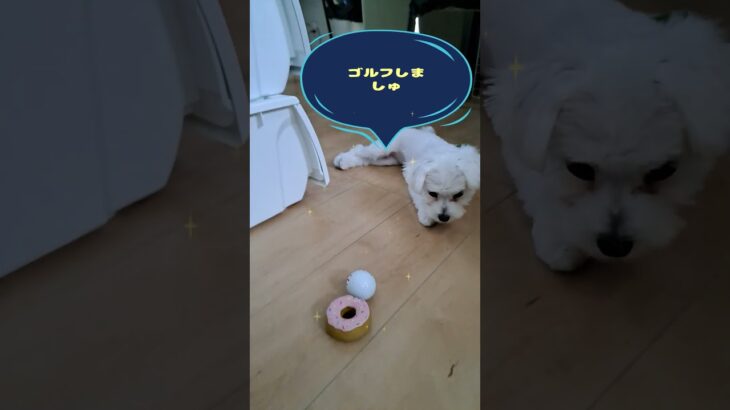 ゴルフボール大好きマルチーズ子犬＃シニア＃マルチーズ #puppy #赤ちゃん＃しつけ＃遊ぶ＃かわいい＃ゴルフ＃ボール＃癒し＃吠える＃噛む＃咥える #ふせ #可愛い＃ペット＃お迎え＃赤ちゃん