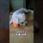 おもちゃをを抱いて寝るマルチーズ子犬＃シニア #puppy #赤ちゃん＃マルチーズ＃しつけ＃かわいい＃お迎え＃遊ぶ＃ペット＃寝る＃赤ちゃん＃性格