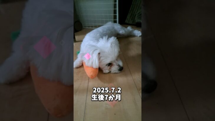 おもちゃをを抱いて寝るマルチーズ子犬＃シニア #puppy #赤ちゃん＃マルチーズ＃しつけ＃かわいい＃お迎え＃遊ぶ＃ペット＃寝る＃赤ちゃん＃性格