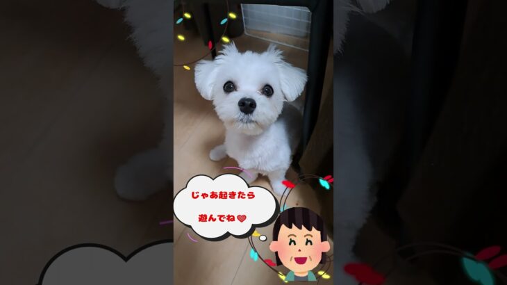 もも一緒に遊ぼうマルチーズ子犬#シニア＃マルチーズ #赤ちゃん #puppy＃遊ぶ＃しつけ＃吠える＃かわいい＃子犬＃お迎え＃ペット＃癒し＃性格＃赤ちゃん＃噛む