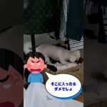 ハンドタオル大好きマルチーズ子犬＃シニア＃マルチーズ＃かわいい＃遊ぶ #puppy#赤ちゃん #かわいい #可愛い #犬のいる生活 #子犬 ＃遊ぶ＃しつけ＃噛む＃吠える＃ペット＃お迎え＃ハンドタオル