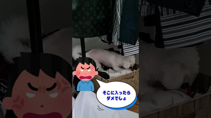 ハンドタオル大好きマルチーズ子犬＃シニア＃マルチーズ＃かわいい＃遊ぶ #puppy#赤ちゃん #かわいい #可愛い #犬のいる生活 #子犬 ＃遊ぶ＃しつけ＃噛む＃吠える＃ペット＃お迎え＃ハンドタオル