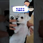 寝起きの可愛いマルチーズ子犬＃シニア #puppy #ふせ #犬のいる生活 #赤ちゃん #マルチーズ #子犬 #かわいい＃お迎え＃吠える #遊ぶ＃寝起き