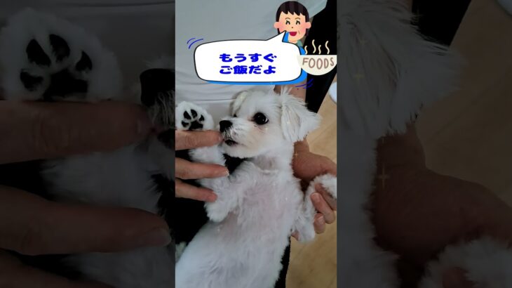 寝起きの可愛いマルチーズ子犬＃シニア #puppy #ふせ #犬のいる生活 #赤ちゃん #マルチーズ #子犬 #かわいい＃お迎え＃吠える #遊ぶ＃寝起き