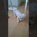 「勝負するでしゅ」マルチーズ子犬＃シニア＃マルチーズ＃子犬＃遊ぶ＃ボール #ふせ＃しつけ＃お迎え＃吠える＃赤ちゃん＃かわいい＃可愛い＃ペット＃癒し＃くわえる＃勝負＃性格 #puppy