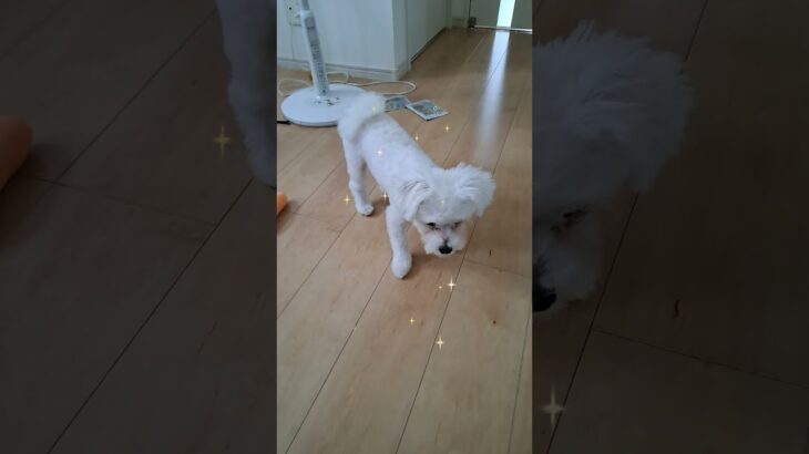 「勝負するでしゅ」マルチーズ子犬＃シニア＃マルチーズ＃子犬＃遊ぶ＃ボール #ふせ＃しつけ＃お迎え＃吠える＃赤ちゃん＃かわいい＃可愛い＃ペット＃癒し＃くわえる＃勝負＃性格 #puppy