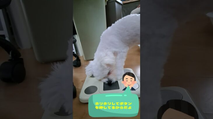体重計が好きなマルチーズ子犬＃シニア＃マルチーズ＃子犬 #ふせ #赤ちゃん＃遊ぶ＃しつけ #puppy＃お迎え＃吠える＃かわいい＃可愛い＃性格＃ペット#トリミング