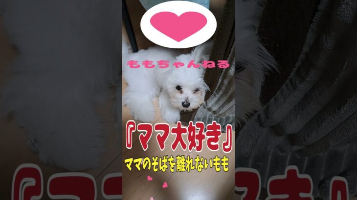 ママから離れないマルチーズ子犬＃シニア＃マルチーズ＃ストーカー＃子犬＃遊ぶ＃しつけ#パピー＃ママ＃大好き＃かわいい＃可愛い＃ペト #ふせ #puppy#犬のいる生活＃噛む＃吠える＃赤ちゃん＃お迎え
