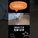 ピッピッ鳴らすマルチーズ子犬＃シニア＃マルチーズ＃子犬＃おもちゃ＃遊ぶ #ふせ＃しつけ＃かわいい #puppy＃吠える＃性格＃ペット＃お迎え＃ペット＃トリミング #赤ちゃん＃カット #pets