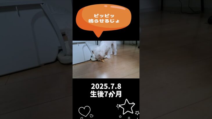 ピッピッ鳴らすマルチーズ子犬＃シニア＃マルチーズ＃子犬＃おもちゃ＃遊ぶ #ふせ＃しつけ＃かわいい #puppy＃吠える＃性格＃ペット＃お迎え＃ペット＃トリミング #赤ちゃん＃カット #pets