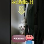 助けてくだしゃいマルチーズ子犬＃シニア＃マルチーズ＃子犬＃かわいい＃可愛い #puppy #シニア #赤ちゃん＃吠える＃性格＃噛む＃遊ぶ＃ペット＃お迎え #癒し #pets