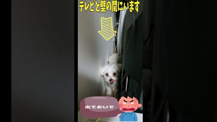 助けてくだしゃいマルチーズ子犬＃シニア＃マルチーズ＃子犬＃かわいい＃可愛い #puppy #シニア #赤ちゃん＃吠える＃性格＃噛む＃遊ぶ＃ペット＃お迎え #癒し #pets