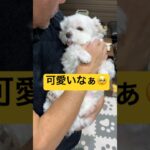 シニアになっても赤ちゃんな犬🥹🥹🥹#shorts #可愛い犬 #マルチーズ
