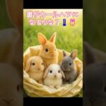 【赤ちゃんうさぎのヘアチェンジ】誰がカールヘアになる？👶🐰💈 #shorts #cuterabbit #funnypets #curlyhair #rabbitbaby #かわいいうさぎ
