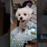トリミングで疲れたマルチーズ子犬＃シニア＃子犬＃しつけ＃遊ぶ＃かわいい＃赤ちゃん＃ペット＃ふせ＃トリミング＃マルチーズ＃遊ぶ＃吠える＃噛む＃癒し＃犬＃ #犬のいる生活