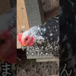 シニア２人連れ温泉巡り旅、熊本・阿蘇うぶやま温泉やまなみ、源泉掛け流し、郷土会席 #温泉 #観光