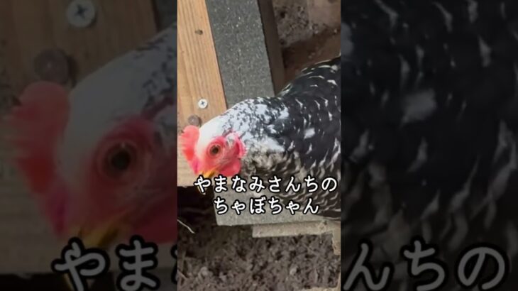 シニア２人連れ温泉巡り旅、熊本・阿蘇うぶやま温泉やまなみ、源泉掛け流し、郷土会席 #温泉 #観光