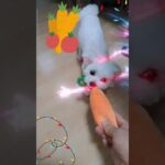 パパとおもちゃで遊ぶマルチーズ子犬＃マルチーズ＃子犬＃かわいい＃シニア＃遊ぶ＃噛む #ふせ＃しつけ＃噛む＃吠える＃性格＃可愛い＃ペット＃癒し＃お迎え＃赤ちゃん