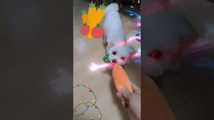 パパとおもちゃで遊ぶマルチーズ子犬＃マルチーズ＃子犬＃かわいい＃シニア＃遊ぶ＃噛む #ふせ＃しつけ＃噛む＃吠える＃性格＃可愛い＃ペット＃癒し＃お迎え＃赤ちゃん