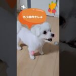 ご飯を「お座り」して待つマルチーズ子犬＃シニア＃ご飯＃マルチーズ＃しつけ＃かわいい＃子犬＃しつけ＃遊ぶ＃迎える＃癒し＃赤ちゃん＃吠える＃ペット