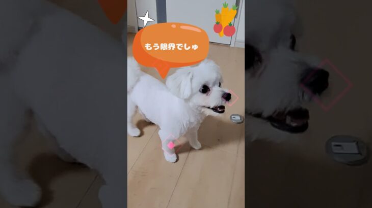 ご飯を「お座り」して待つマルチーズ子犬＃シニア＃ご飯＃マルチーズ＃しつけ＃かわいい＃子犬＃しつけ＃遊ぶ＃迎える＃癒し＃赤ちゃん＃吠える＃ペット