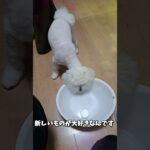 洗面器で遊ぶマルチーズ子犬#シニア ＃子犬＃お迎え＃遊ぶ＃お迎え＃しつけ＃かわいい＃性格＃ペット＃癒し＃赤ちゃん＃咥える＃噛む＃吠える