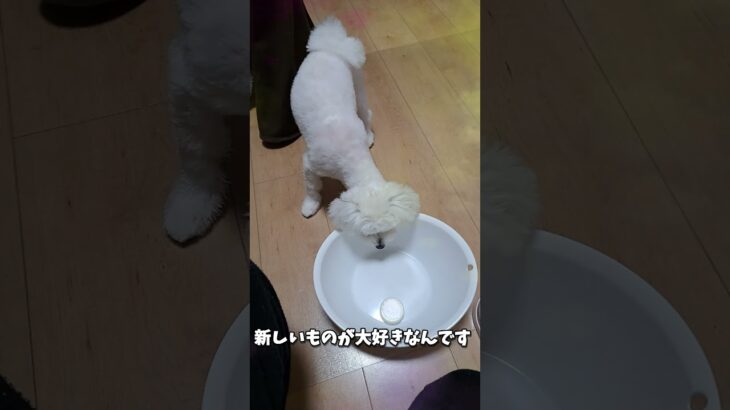 洗面器で遊ぶマルチーズ子犬#シニア ＃子犬＃お迎え＃遊ぶ＃お迎え＃しつけ＃かわいい＃性格＃ペット＃癒し＃赤ちゃん＃咥える＃噛む＃吠える