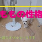 ももの性格マルチーズ子犬＃シニア＃マルチーズ＃赤ちゃん＃遊ぶ＃しつけ＃性格＃子犬＃かわいい＃癒し＃ペット＃噛む＃吠える＃お迎え＃可愛い