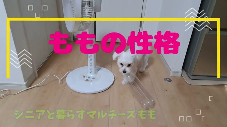 ももの性格マルチーズ子犬＃シニア＃マルチーズ＃赤ちゃん＃遊ぶ＃しつけ＃性格＃子犬＃かわいい＃癒し＃ペット＃噛む＃吠える＃お迎え＃可愛い