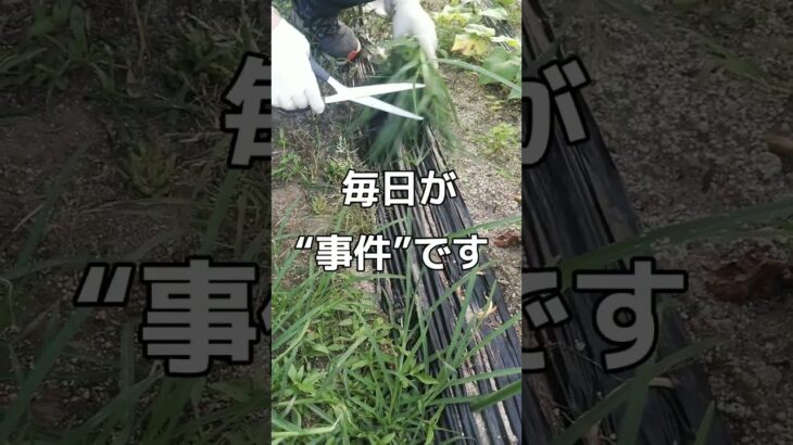 【年金暮らしの現実】待ったなし！突然の出費…いくらかかった！？ー父ひろしのつぶやきー ＜ #シニアライフ #老後 #60代 #定年退職 ＞
