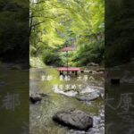 京都・貴船神社と大原三千院をめぐる日帰りバスツアー。涼やかな川床料理や青もみじ、パワースポットでの参拝。小さな夢が叶った幸な一日でした#京都旅行 #シニアVlog #日帰り旅 #貴船神社 #大原