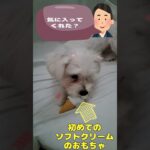 初めてのソフトクリームマルチーズ子犬#シニア＃マルチーズ＃子犬 #puppy #ふせ＃遊ぶ #赤ちゃん＃しつけ＃性格＃吠える＃トリミング＃噛む＃可愛い＃かわいい＃癒し＃ソフトクリーム＃おもちゃ＃カット