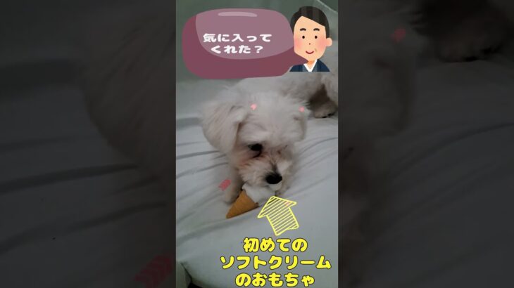 初めてのソフトクリームマルチーズ子犬#シニア＃マルチーズ＃子犬 #puppy #ふせ＃遊ぶ #赤ちゃん＃しつけ＃性格＃吠える＃トリミング＃噛む＃可愛い＃かわいい＃癒し＃ソフトクリーム＃おもちゃ＃カット