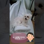 自分のしっぽを食べるマルチーズ子犬＃シニア＃マルチーズ＃子犬 #puppy #ふせ＃吠える＃しつけ #赤ちゃん＃かわいい＃性格＃噛む＃ペット＃お迎え＃遊ぶ＃癒し＃トリミング