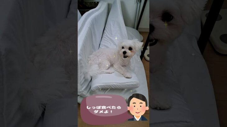 自分のしっぽを食べるマルチーズ子犬＃シニア＃マルチーズ＃子犬 #puppy #ふせ＃吠える＃しつけ #赤ちゃん＃かわいい＃性格＃噛む＃ペット＃お迎え＃遊ぶ＃癒し＃トリミング
