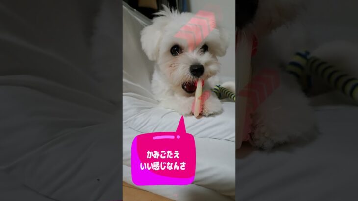 「あっかんべーだ！」マルチーズ子犬＃シニア＃マルチーズ＃子犬＃かわいい #puppy #赤ちゃん #ふせ #遊ぶ＃しつけ＃吠える＃かわいい＃性格＃お迎え＃ペット＃癒し＃トリミング #眠る