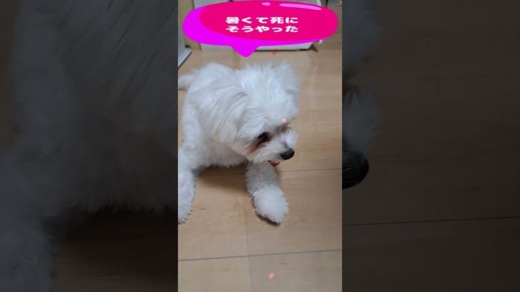 「熱中症になるとこやったやん」マルチーズ子犬＃シニア＃マルチーズ＃子犬＃かわいい #puppy #赤ちゃん #ふせ #遊ぶ＃お迎え＃吠える＃性格＃トリミング＃熱中症＃しつけ＃ペット＃癒し