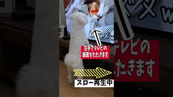 テレビの画面をたたくマルチーズ子犬 #シニア＃マルチーズ＃子犬 #ふせ #puppy #赤ちゃん＃しつけ＃遊ぶ＃吠える＃お迎え＃癒し＃かわいい＃ペット＃トリミング＃散歩