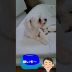 「早くご飯にして！」マルチーズ子犬＃シニア＃マルチーズ＃子犬＃ご飯＃しつけ＃かわいい #puppy #赤ちゃん #ふせ #遊ぶ＃吠える＃トリミング＃お迎え＃癒し＃性格