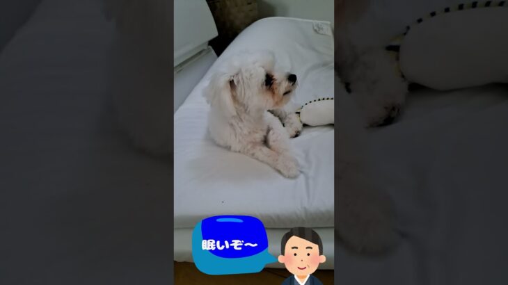 「早くご飯にして！」マルチーズ子犬＃シニア＃マルチーズ＃子犬＃ご飯＃しつけ＃かわいい #puppy #赤ちゃん #ふせ #遊ぶ＃吠える＃トリミング＃お迎え＃癒し＃性格