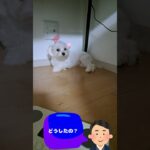 「叱られてすねる子犬」マルチーズ子犬＃シニア＃マルチーズ＃子犬＃しつけ＃かわいい #puppy #赤ちゃん＃お迎え＃トリミング＃性格 #遊ぶ＃ペット＃癒し＃叱られる＃すねる＃吠える＃カット