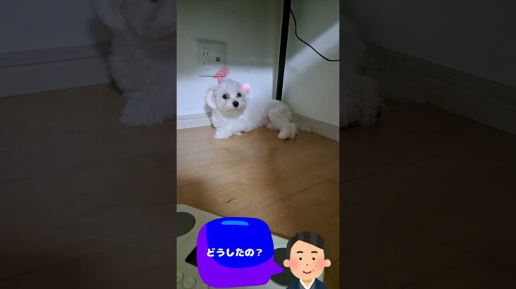 「叱られてすねる子犬」マルチーズ子犬＃シニア＃マルチーズ＃子犬＃しつけ＃かわいい #puppy #赤ちゃん＃お迎え＃トリミング＃性格 #遊ぶ＃ペット＃癒し＃叱られる＃すねる＃吠える＃カット