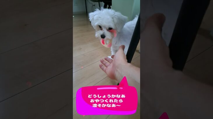 「おやつと交換して！」子犬＃シニア＃マルチーズ＃子犬＃かわいい＃しつけ #puppy #赤ちゃん #遊ぶ #ふせ＃トリミング＃お迎え＃ペット＃生活＃吠える＃散歩＃癒し